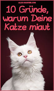 Warum Miauen Katzen Hier Sind 10 Mogliche Grunde Alles Haustier Katzen Miauen Katzen Verhalten Katzen