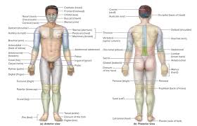 Here presented 62+ human back drawing images for free to download, print or share. Human Body Regions Diagram Quizlet