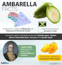 Ambarella fruit juice (antioxidant) healthy drink,june plums juice. 8 Lesser Known Health Benefits Of Ambarella The Golden Apple Boldsky Com