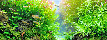 Best Led Lighting For 125 150 Gallon Aquariums