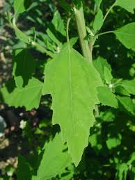 Image result for Chenopodium