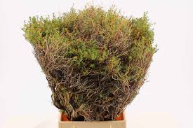 Image result for Euphorbia espinosa
