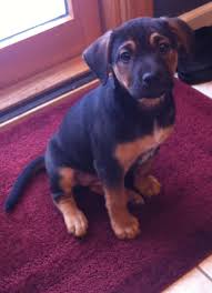 Black And Tan Coonhound German Shepherd Mix Remi The German Shepherd Black Tan Coonhound Mix
