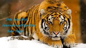 Wishes, quotes, hd images, sms, facebook status, wallpapers and whatsapp msgs pn this father's day, take a pledge to make your father smile and pamper him with lots of. International Tiger Day 2016 Quotes Picture Messages To Share Photos Images Gallery 45204
