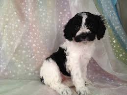 Check spelling or type a new query. Ready Soon Black And White Cockapoos Located In North Iowa Cockapoo Puppies For Sale Cockapoo Puppies Black And White