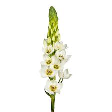 Image result for Ornithogalum
