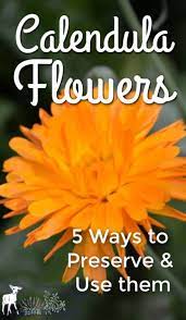 5 Ways To Preserve And Use Calendula Flowers Joybilee Farm Diy Herbs Gardening