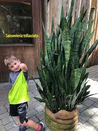 This succulent plant is very forgiving and perfect for beginners. Snake Plant Leaves Falling Over Causes Prevention