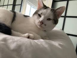 Our Cat has been missing since May 2021 from Perton, Wolverhampton, West  Midlands. He is a Male, neutered Tabby cat who is Microchipped and details  are up to date. If you see