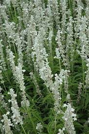 Image result for Salvia farinacea