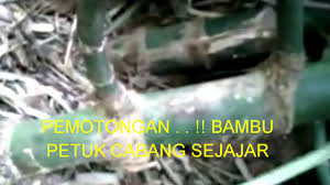 We did not find results for: Bambu Antik Bambu Petuk Cabang Sejajar By Bambu Bertuah