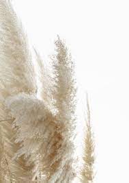 Check spelling or type a new query. Pampas Grass From Texas Belye Tekstury Zasushennye Cvety Nastennye Kartiny