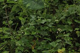 Image result for Zehneria tridactyla