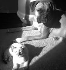 Bonnie the boxer and Buddha the kitten