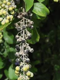 Image result for Vitex trifolia