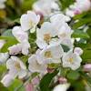 Watering requirements for flowering crabapples. Https Encrypted Tbn0 Gstatic Com Images Q Tbn And9gcqzvhd4kdnxcybke1absajdufving2eyvnejr1kci1ycci6vcy5 Usqp Cau