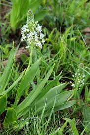 Image result for Schizocarphus