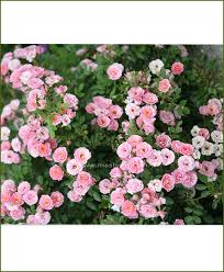 Below is our expansive gallery and directory featuring flowers that start with j. Button Rose Plant