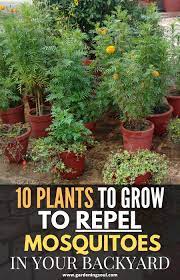 10 Plants To Grow To Repel Mosquitoes In Your Backyard Plants Mosquito Repelling Plants Mosquito Plants