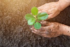 Your garden will provide you with vegetables well into the fall. The 5 Seeds To Plant Now For Late Summer Harvest Organic Authority
