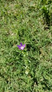 Many gardeners combine their purple flowers with different shades of purple or other hues to come up with new garden designs. Single Stem Grows Straight Up With A Little Purple Flower South Texas 8b Whatsthisplant