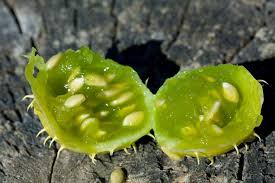 Image result for Cucumis myriocarpus