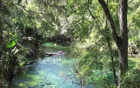 Blue spring state park, orange city florida. Blue Spring State Park Manatees Natural Beauty