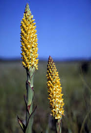 Image result for Disa woodii