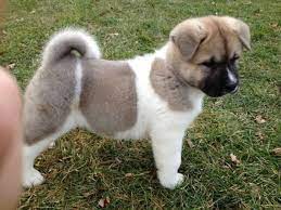 In the kennel are now other mo. Japanese Akita Puppies For Sale Near Me Off 70 Www Usushimd Com