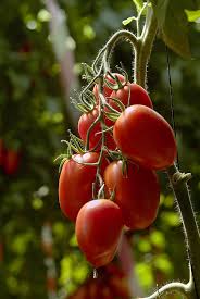 For 2021, we're adding 28 new varieties to our listings, including 6 tomatoes. Late Season Tomato Checklist Harvest To Table