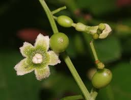 Image result for Cayaponia