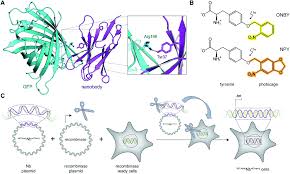 Fluorescence recovery was subsequently monitored with an interval time of 0.5 s during the first 30 s and an interval of 1 s until the end. Light Guided Intrabodies For On Demand In Situ Target Recognition In Human Cells Chemical Science Rsc Publishing Doi 10 1039 D1sc01331a