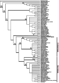 Image result for Dichilus lebeckioides