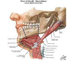 Image Result For Anatomy Of Jaw And Ear Dental Anatomy Human Anatomy And Physiology Anatomy