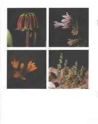 Image result for Cyrtanthus welwitschii