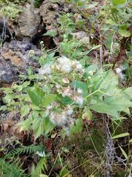 Image result for Microglossa