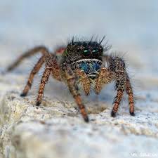 You will definitely choose from a huge number of pictures that option that will suit you exactly! 118 Otmetok Nravitsya 10 Kommentariev Miro Skandera Insectp4p4r4zzi V Instagram Another Small Red Backed Ju Incredible Creatures Jumping Spider Spider