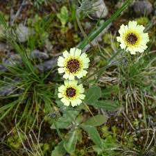 Image result for Tolpis capensis