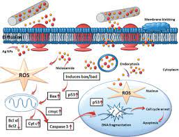 Uses, indications, side effects, dosage. Niclosamide An Overview Sciencedirect Topics