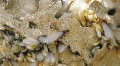 Understands how pests can ruin your home and property. 17 Termite Information Ideas Termites Termite Control Pests