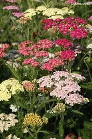Common Yarrow Colorado Mix Achillea Millefolium Annual Garden Prairie Garden Cottage Garden Design