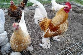 We did not find results for: Bantam Chickens The Ultimate Guide On Breeds Eggs Size And Care Guide