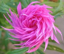 Beautiful Flowers On Twitter Unusual Flowers Unique Flowers Beautiful Flowers