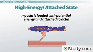 Muscle contractions intensify when more motor neurons stimulate more. Muscular Contraction Cross Bridge Formation Anatomy And Physiology Class Video Study Com