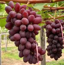 Maybe you would like to learn more about one of these? Bibit Anggur Mu 7 Terbaru Juli 2021 Harga Murah Kualitas Terjamin Blibli