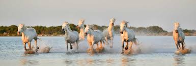 Some island herds are rounded. See The Last Of The Wild Horses As They Run Free In North America
