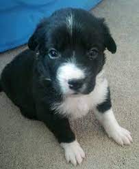 Litter Of 7 Border Collie Puppies For Sale In Farmington Ut Adn 27097 On Puppyfinder Com Gender Mal Litter Of Puppies Border Collie Puppies For Sale Puppies