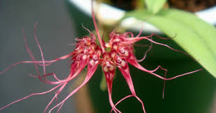 Image result for Angraecopsis gracillima