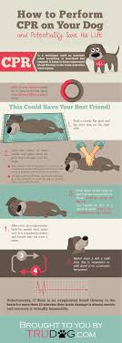 Infographic How To Perform Cpr On Your Dog Trudog Dog Infographic Pet Hacks How To Perform Cpr