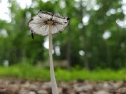 Image result for Coprinus lagopides